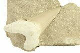 Otodus Shark Tooth Fossil in Rock - Morocco #292027-1